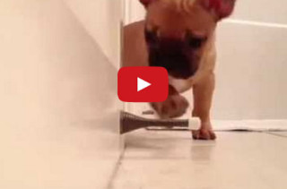 Puppy Discovers Door Stopper, Nothing Should Be This Cute