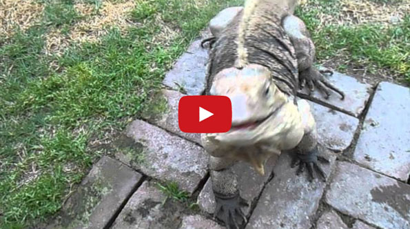 Giant Lizard Thinks He’s A Dog, Comes When He’s Called