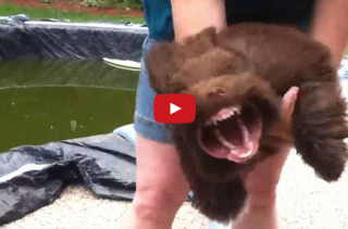 Sure, Why Not?: This Dog Loves The Leaf Blower