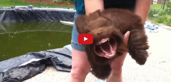 Sure, Why Not?: This Dog Loves The Leaf Blower