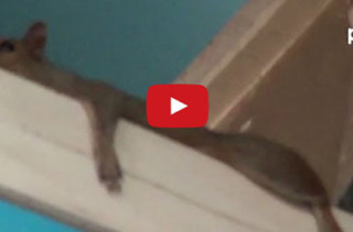 Is A Squirrel Stuck On A Merry-Go-Round A Metaphor For Life?