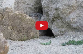 This Wild Cat Is Ready For His Close Up!