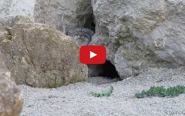 This Wild Cat Is Ready For His Close Up!