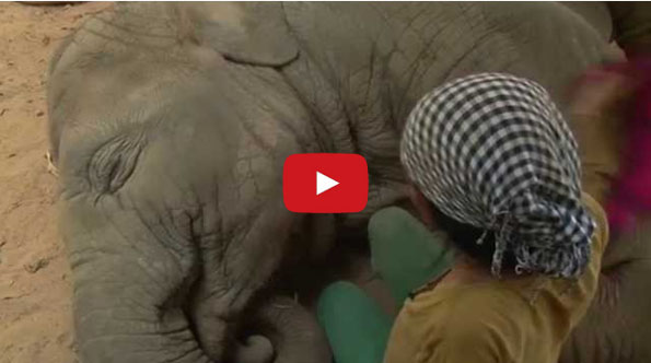 Watch This Woman Woman Sing An Elephant To Sleep