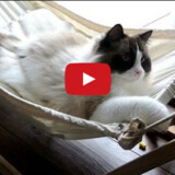 Cat Crib