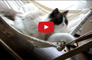 Embrace The Lazy, Get Your a Cat Hammock