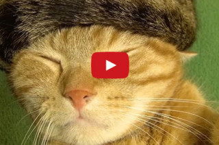 Dapper Cat Is Dapper: Fedoras For Kitties