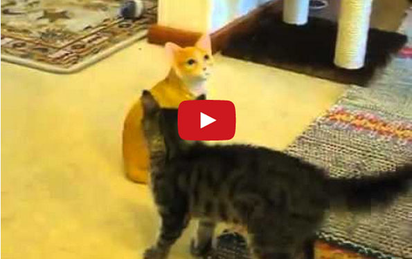 A Real Cat Meets A Cat Statue, Hilarity Ensues