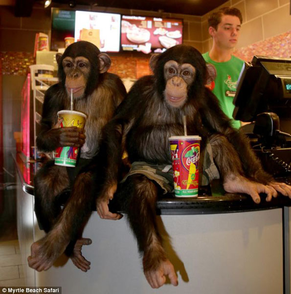 Chimps Go To See ‘The Dawn of the Planet of the Apes’ In Theaters