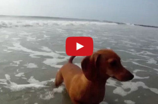 Interspecies Mingling: Dog, Meet Crab. Crab, Meet Dog.