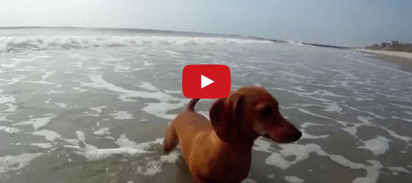 Interspecies Mingling: Dog, Meet Crab. Crab, Meet Dog.