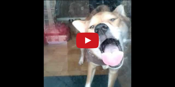 Take The Rest Of The Day Off & Watch This Dog Lick A Window