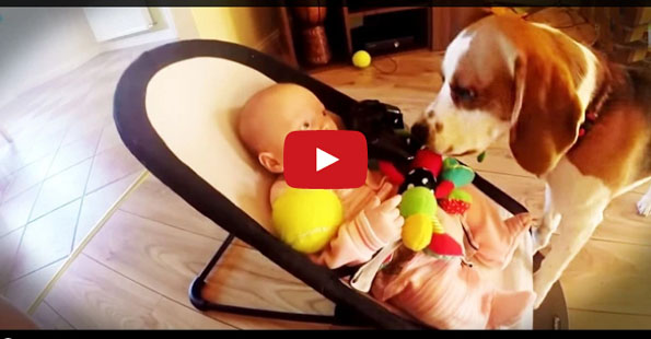 Dog Steals Baby’s Toy, Feels The Guilt, Tries To Make It Up