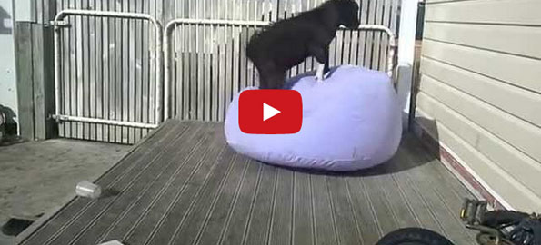 Goat Vs Inflatable Chair: WHO WINS?