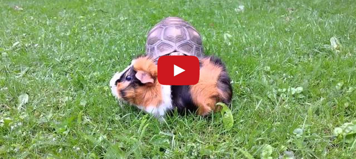 Diva Tortoise Sneaks Up On A Guinea Pig, Steals The Spotlight