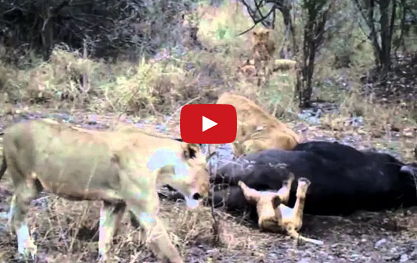 Lion Cub Gets Head Stuck Up A Dead Buffalo’s Butt