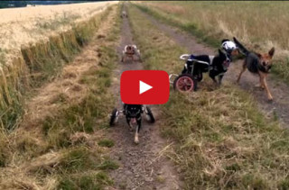 Paralyzed Dogs In Wheelchairs Playing Fetch Is The Sweetest