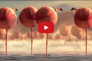 What If Animals Were Round? It Would Be Pretty Hilarious