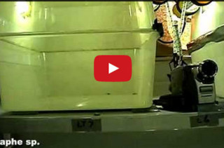 What Is It Like To Be A Snake In Zero Gravity? WEIRD!