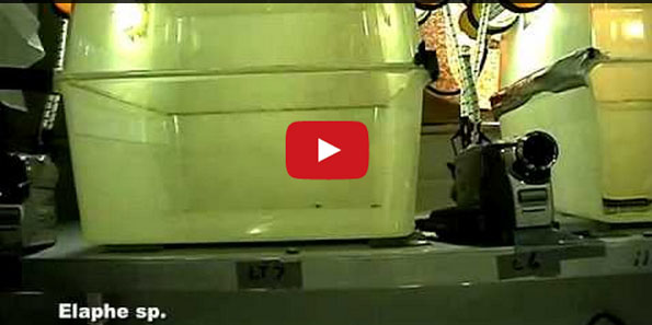 What Is It Like To Be A Snake In Zero Gravity? WEIRD!