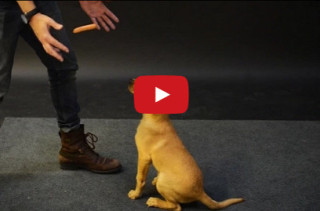 The Old “Dogs & Flying Sausages” Magic Trick