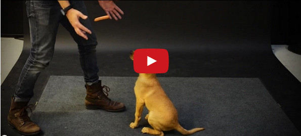 The Old “Dogs & Flying Sausages” Magic Trick
