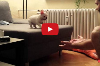 Puppy Leaps Into Human’s Arms, BRB I’m Dead