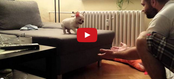 Puppy Leaps Into Human’s Arms, BRB I’m Dead