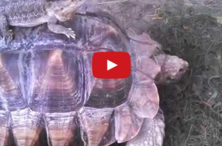A Lizard Wearing A Cowboy Hat Riding A Tortoise