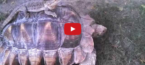 Tortoises Eating Pancakes Makes For Ultimate Cuteness
