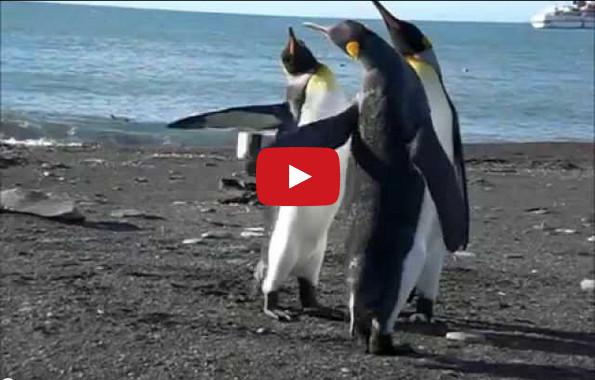 Watch As Penguins Engage In An Epic Slap Fight