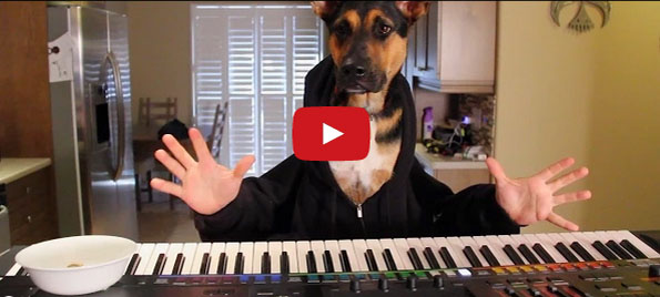 Watch This Dog Play Piano & Try Not To Crack A Smile