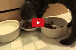 Louie The Poodle Is Veeery Particular About His Food