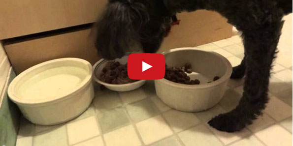 Louie The Poodle Is Veeery Particular About His Food