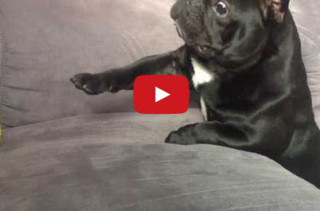A Puppy Who Can’t Reach His Ball Is Cute/Sad