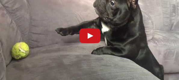 A Puppy Who Can’t Reach His Ball Is Cute/Sad