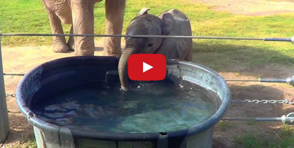 A Baby Elephant Blowing Bubbles Will Make You Smile