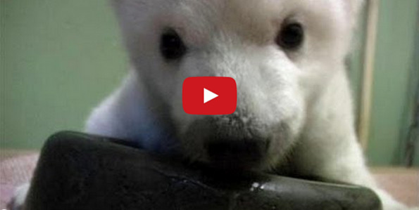 TOO MUCH CUTE: Baby Bear Taking First Steps