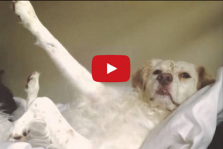 This Dog KNOWS She’s The Best Dog In The World