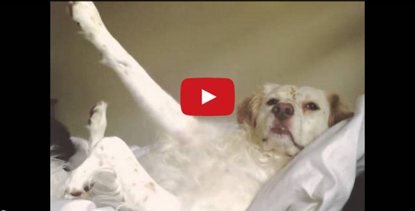 This Dog KNOWS She’s The Best Dog In The World