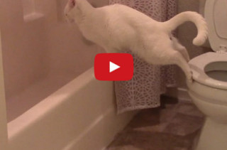 Cat Tries To Use The Toilet & Fails Miserably
