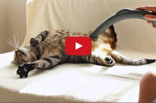 Most Cats Hate It, But This Kitty Loves The Vacuum