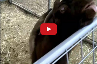 This Is Clyde, Hands Down The Craziest Goat Ever