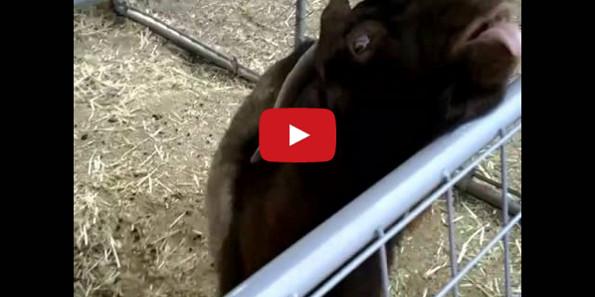 This Is Clyde, Hands Down The Craziest Goat Ever