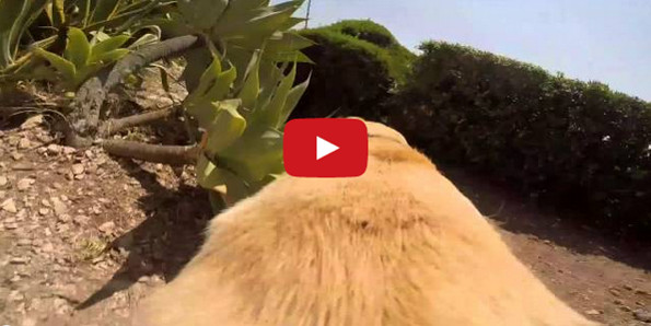 This Dog Loves Water More Than You Love Anything