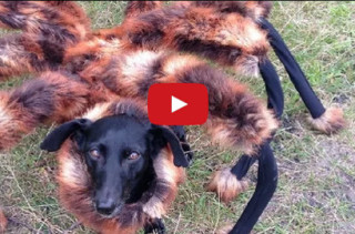 Mutant Giant Spider Dog Is Best/Worst Prank Ever
