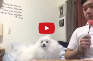 This Dog Secretly Wants Watermelon. He Wants It BAD.