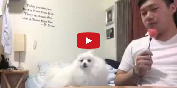 This Dog Secretly Wants Watermelon. He Wants It BAD.