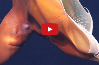 Insanely Rare Footage Of A Large Dumbo Octopus