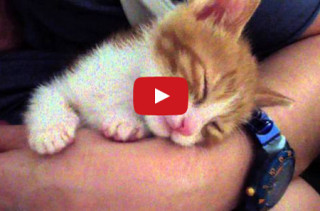 This Kitten Kissed To Sleep Is The Cutest Thing